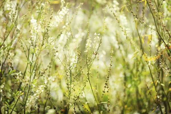 Erdei virág — Stock Fotó