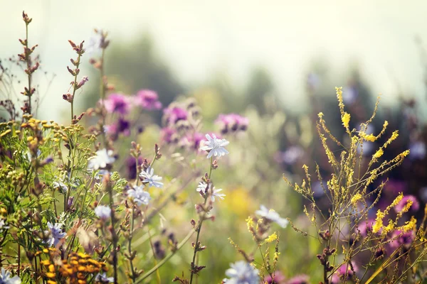 Flor florestal — Fotografia de Stock