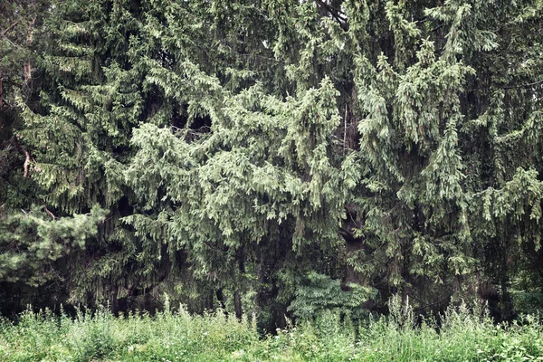 Bosque — Foto de Stock