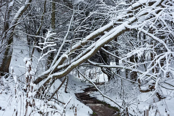 Inverno na floresta — Fotografia de Stock