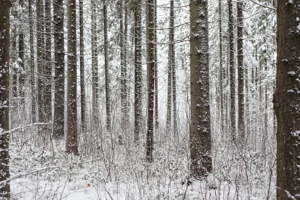 Winter in bos — Stockfoto