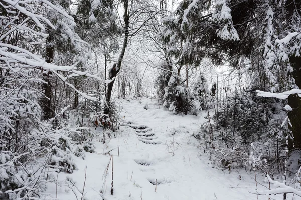 Winter in bos — Stockfoto