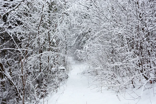 在森林里的冬 — 图库照片