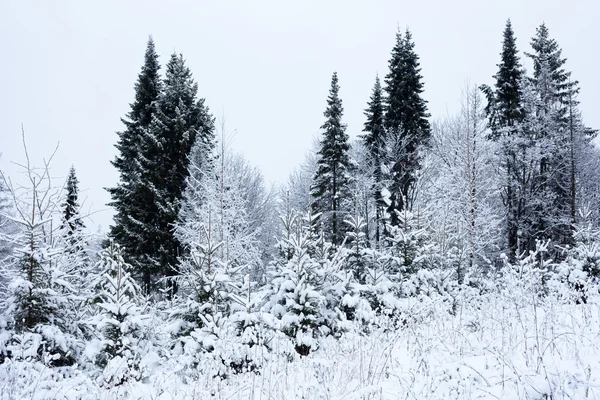 Inverno na floresta — Fotografia de Stock