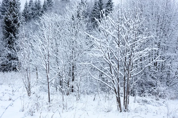 Winter in bos — Stockfoto