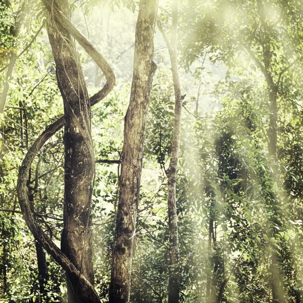 Letní lesní džungle — Stock fotografie