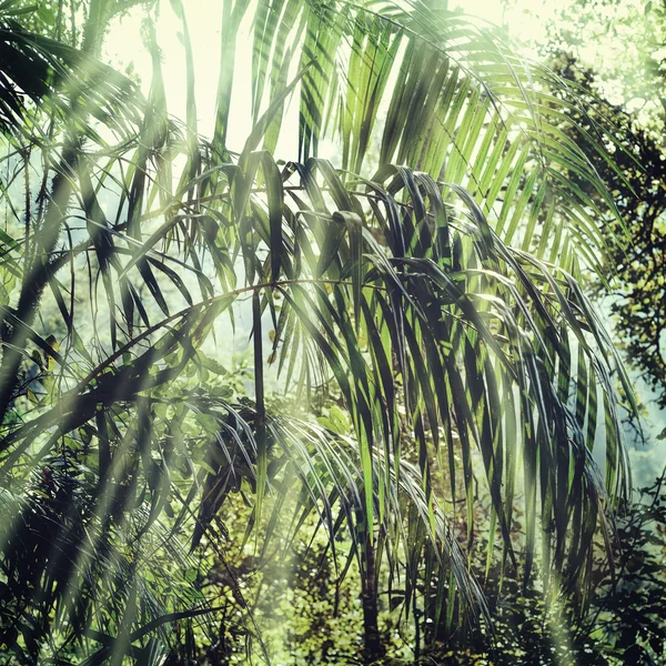 여름 숲 정글 — 스톡 사진