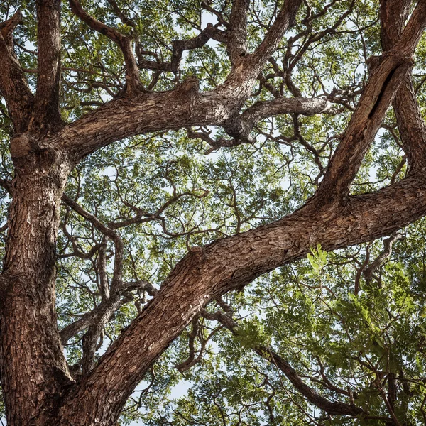 Selva forestal de verano —  Fotos de Stock