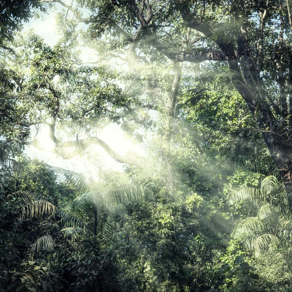 Jungle forestière d'été — Photo