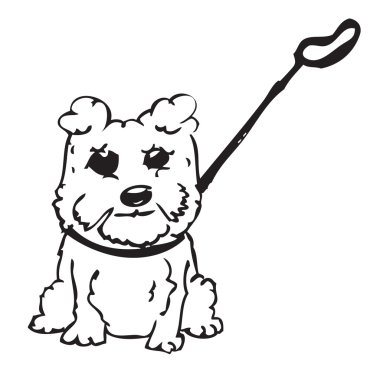 Bishon köpek doodle