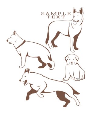 Hizmet çoban köpekleri