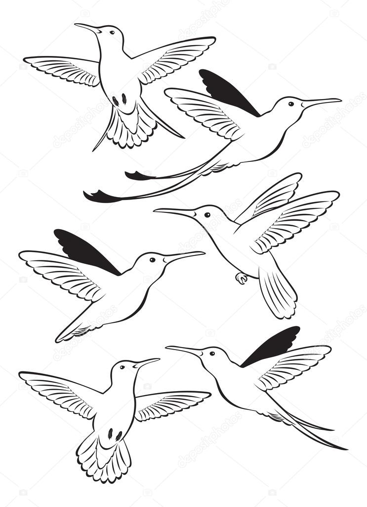Figure shows a birds colibri, vector illustration