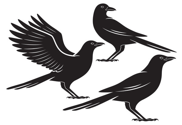 Bird crow