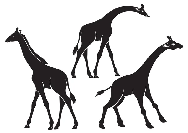 Illustrazione delle giraffe — Vettoriale Stock