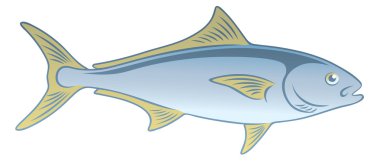 Atlantik Balık amberjack