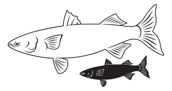 Sea fish mullet — Stock Vector