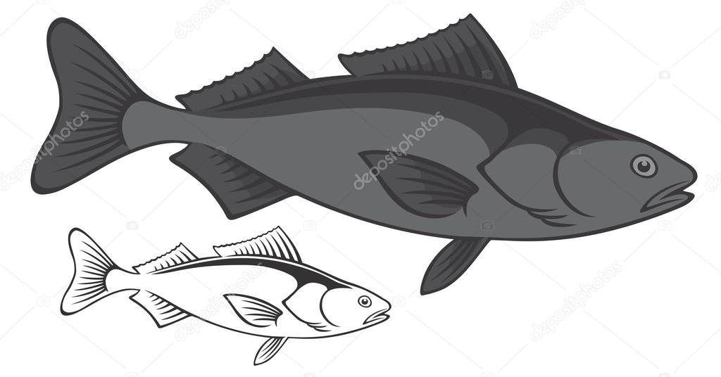 Sea Sablefish drawing