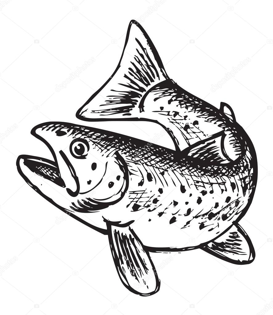 Trout fish outline