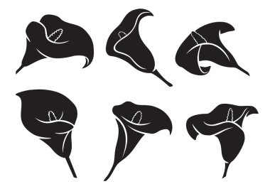 Calla çiçek silüeti