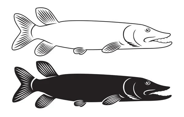 Outline pike fish — Stock Illustration Outline pike fish Royalty Free Stock Illustrations