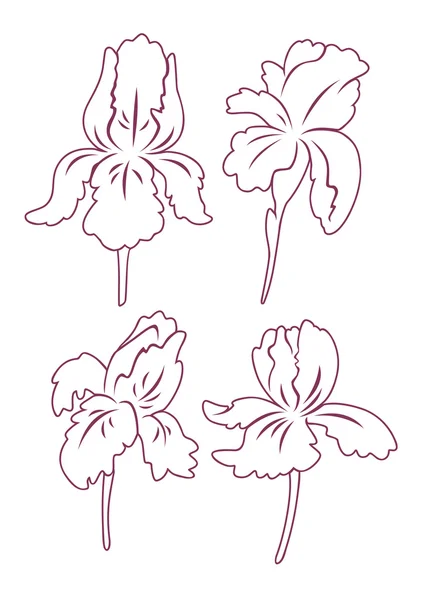 Iris çiçek simgeleri gösterilen — Stok Vektör