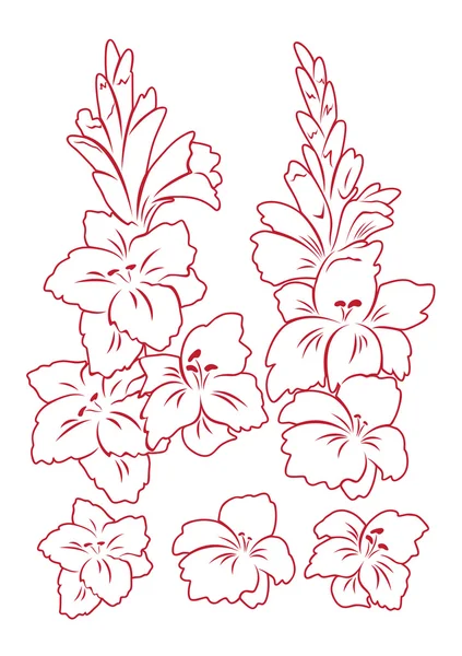 Ilustração flor gladiolus — Vetor de Stock