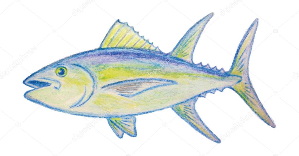Tuna fish vector illustration