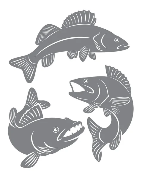 Siluetas de perca de pescado — Vector de stock