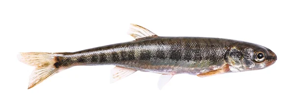 常见鲦鱼 (phoxinus phoxinus) — 图库照片