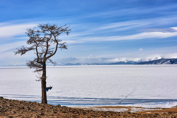 Lonely lärk på lonely stranden av sjön Hovsgol — Stockfoto