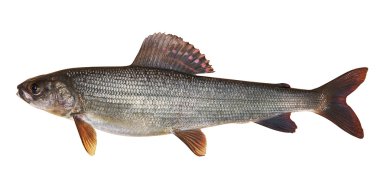 Kosogol Gölge balığı (Thymallus nigrescens)