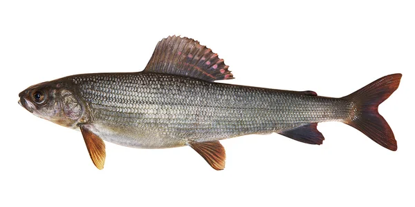 Kosogol grayling (Thymallus nigrescens) — Stock Photo, Image