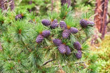 Cones of Siberian pine (Pinus sibirica) on top of tree branch clipart