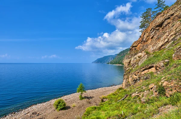 Pequeño alerce creciendo en la playa de guijarros. Lago Baikal — Foto de Stock