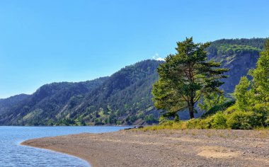 Baykal Gölü kıyısında yalnız bir çam ağacı. Irkutsk bölgesi. Rusya