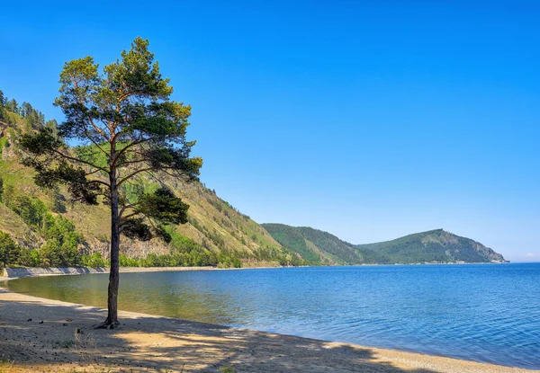 Ett Ensamt Pinjeträd Vid Bajkalsjön Irkutskregionen Östsibirien — Stockfoto