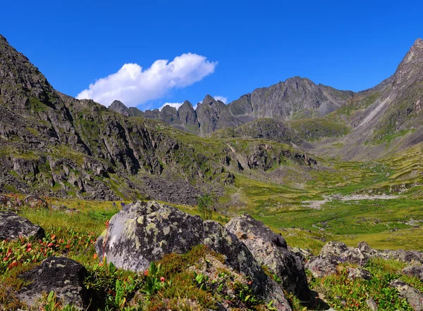 Siberian mountain tundra — Stock Photo, Image