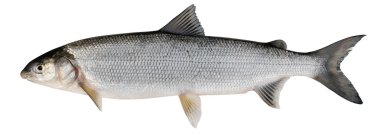 Whitefish ( Coregonus lavaretus )
