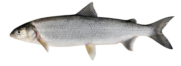 Whitefish ( Coregonus lavaretus ) — Stockfoto