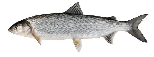 Whitefish ( Coregonus lavaretus ) Stockafbeelding