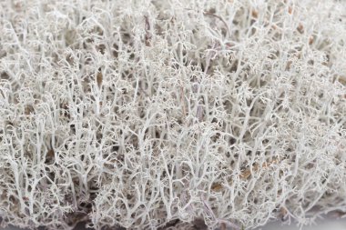 Ren geyiği liken - Cladonia rangiferina 