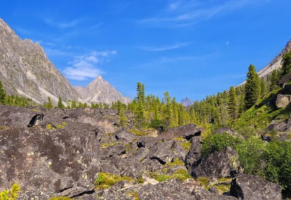 Woodland in the mountains — Stock Photo, Image