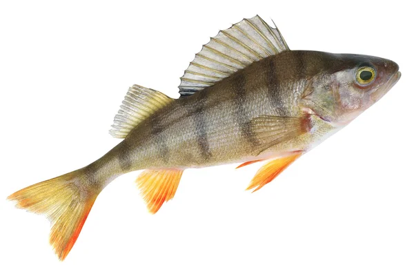 Pequena forma de lago de poleiro europeu (Perca fluviatilis ) — Fotografia de Stock