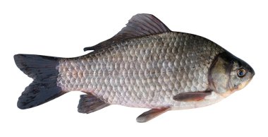 Beyaz zemin üzerine Prusya sazan (Carassius gibelio)