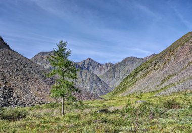 Yalnız Doğu Sibirya dağ tundra melez (bitki)