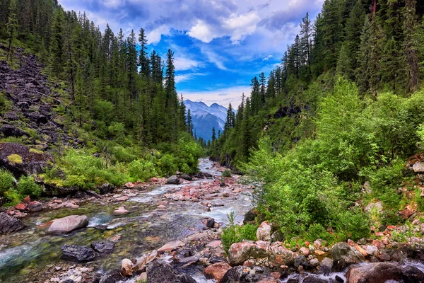 Gorge overgrown with dark coniferous trees — Stock Photo, Image