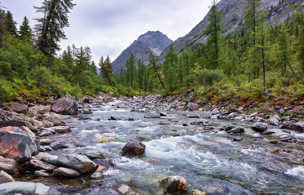 Mountain river in a cloudy summer day — Stock Photo, Image