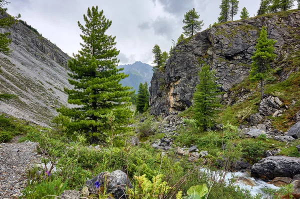 Mladých sibiřská borovice v údolí potoka mountain — Stock fotografie