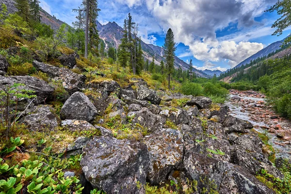 Grandes rocas en la montaña bosques raros — Foto de Stock