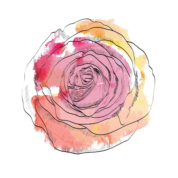 Vector aquarel rose — Stockvector